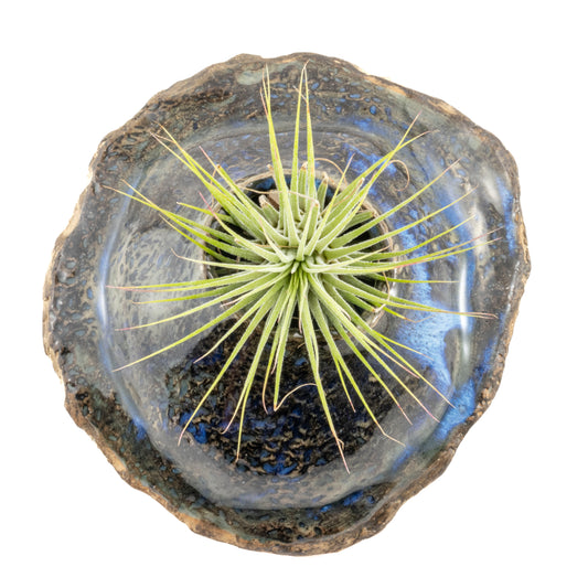 Blue and Earth-Toned Ceramic Wall Hanging Air Plant Holder